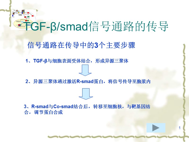 TGF-beta smad信号通路的传导ppt课件_第1页