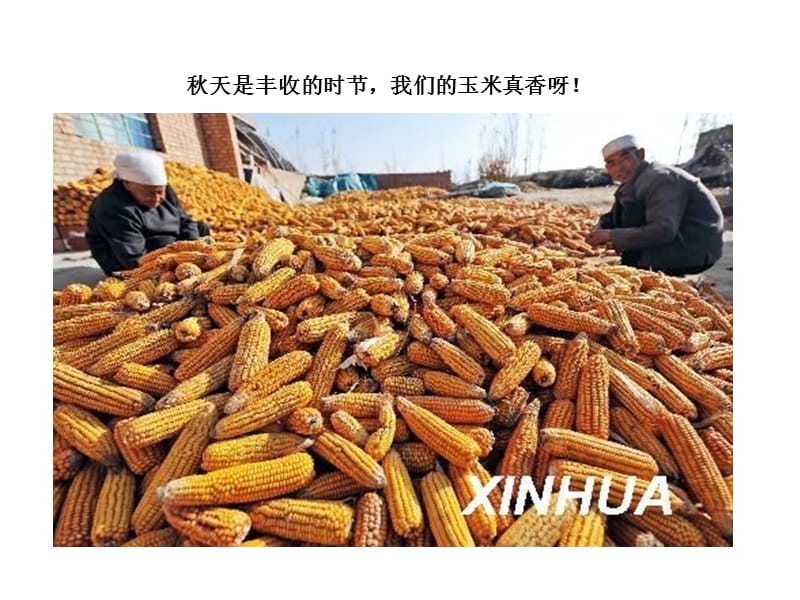 欣赏《秋天的芦苇荡》.ppt_第1页