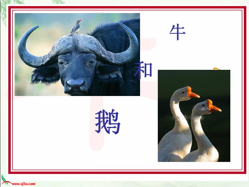 《牛和鹅》ppt课件.ppt_第1页