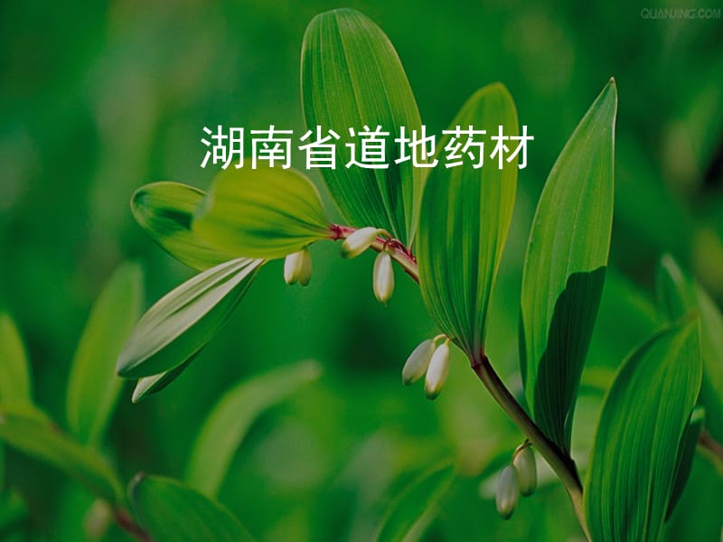 《湖南省道地药材》PPT课件.ppt_第1页