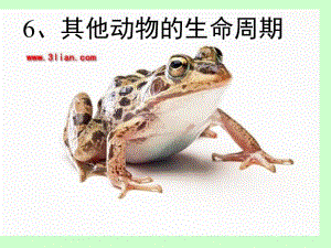 科學(xué)-三年級下冊-《其他動物的生命周期》.ppt