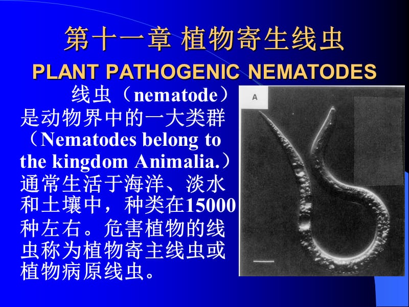 植物寄生线虫及原生动物_第1页