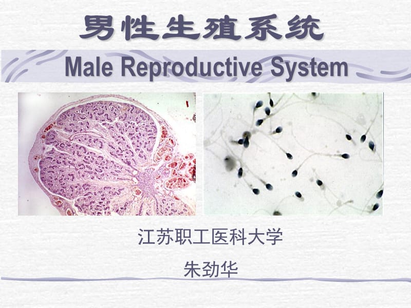 《男性生殖08放疗班》PPT课件_第1页