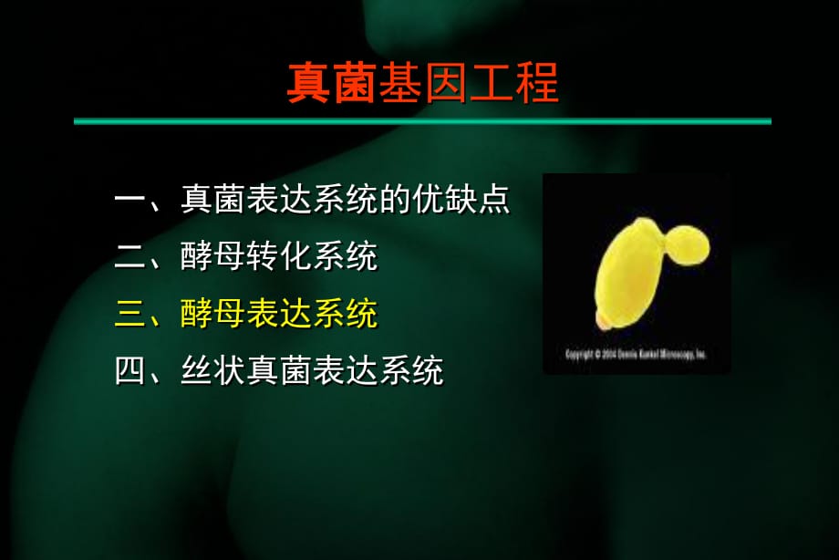 《酵母表达系统》PPT课件_第1页