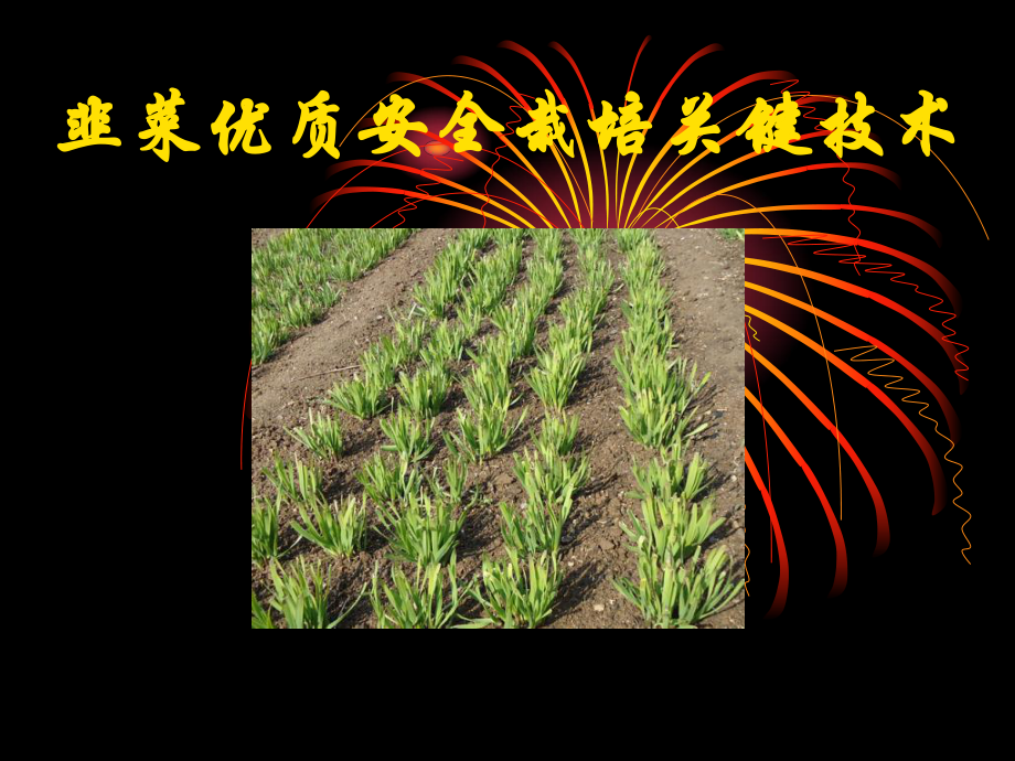 韭菜优质安全栽培关键技术_第1页