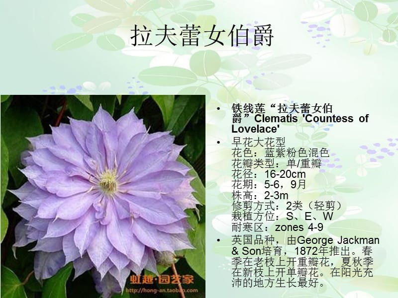 《铁线莲图鉴》PPT课件_第1页