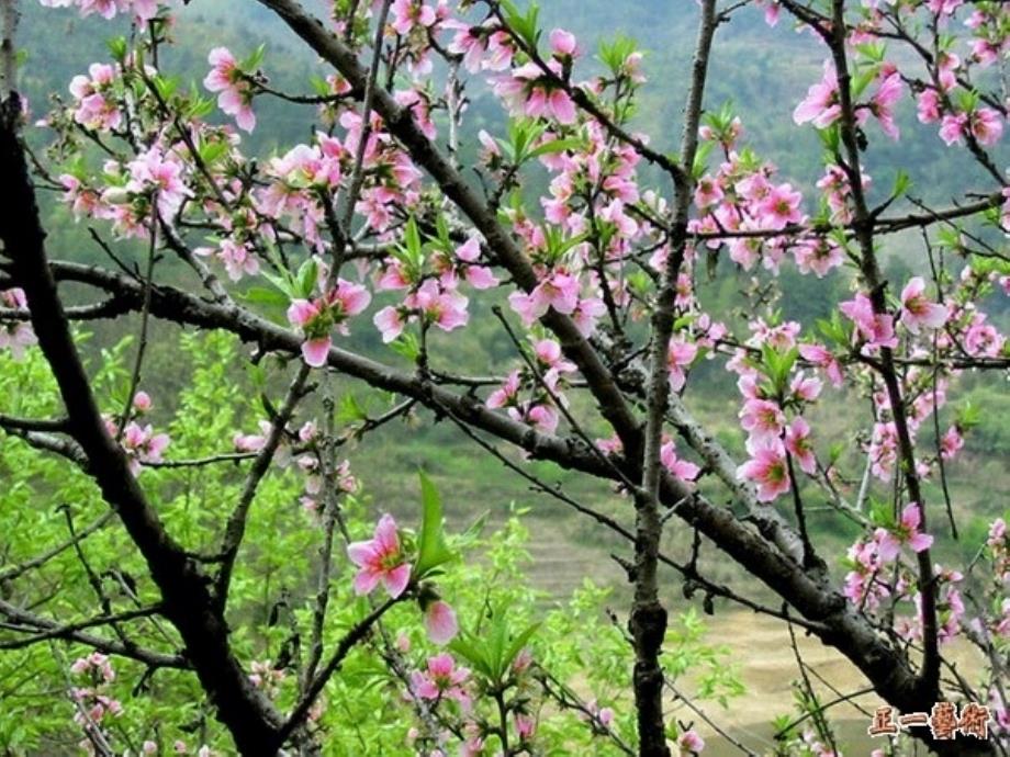 《花的勇气》_第1页