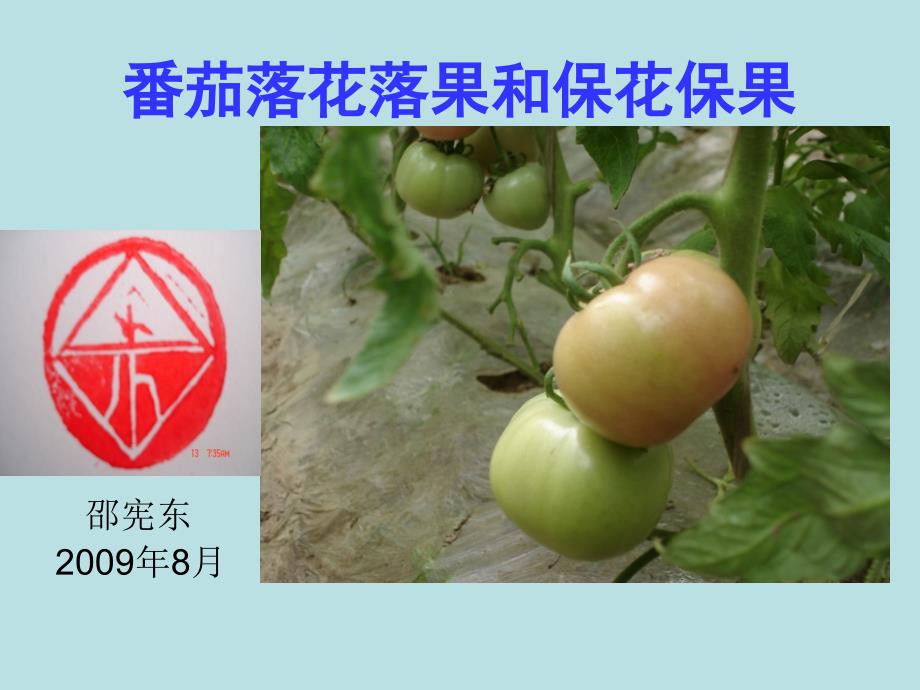 番茄落花落果和保花保果_第1页