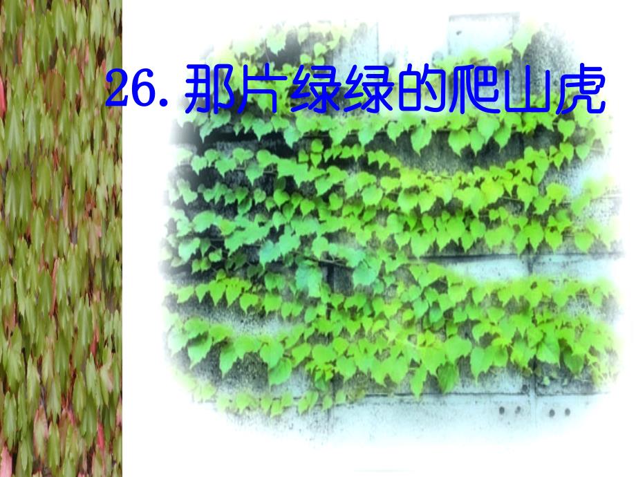 26那片绿绿的爬山虎第一课时_第1页