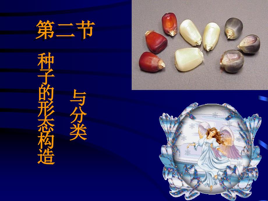 第二节种子的形态结构与分类案例_第1页
