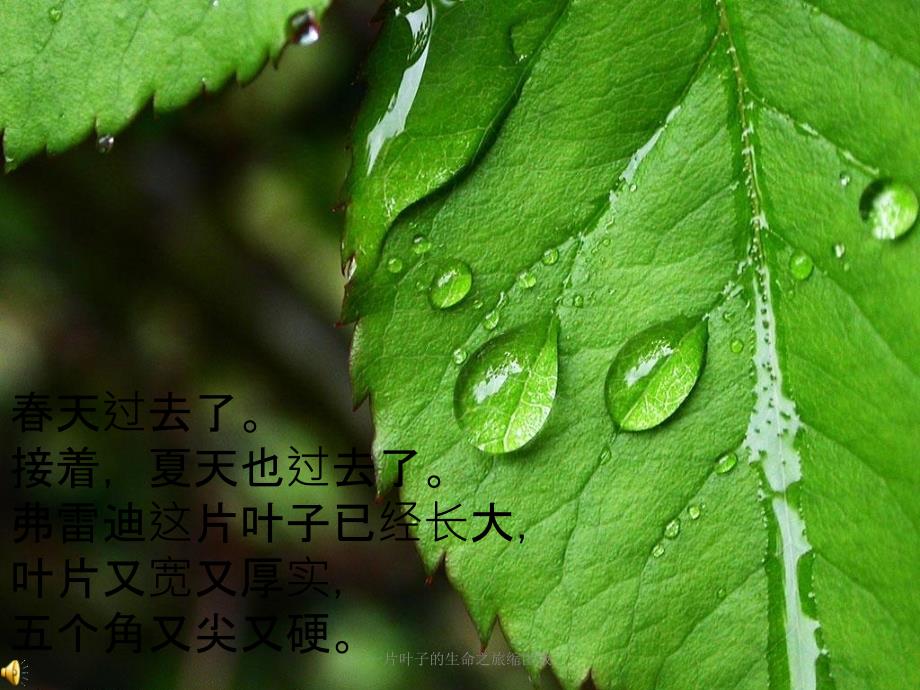 一片叶子的生命之旅缩图版_第1页