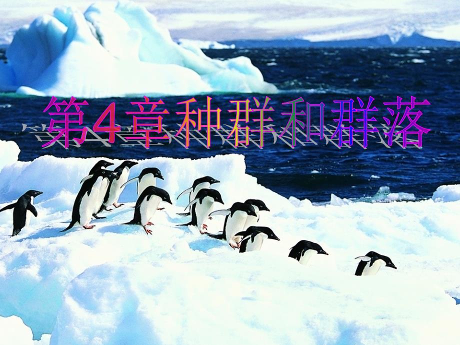 41种群的特征_第1页