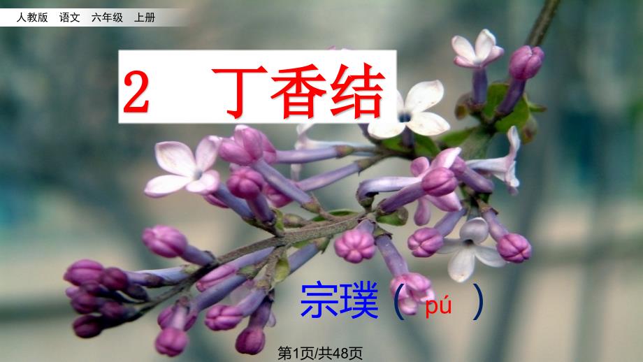 丁香结学习教程_第1页