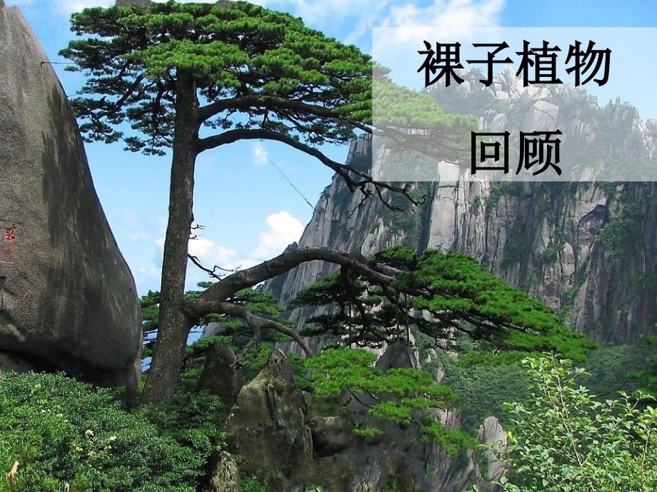 裸子植物的介绍回顾_第1页