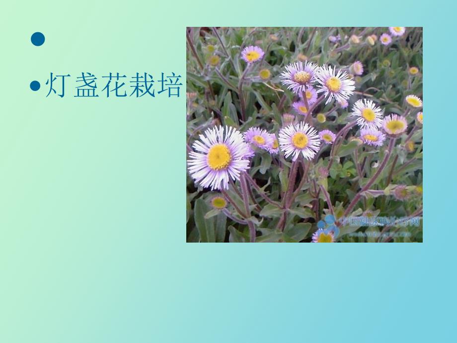 灯盏花栽培初级培训_第1页