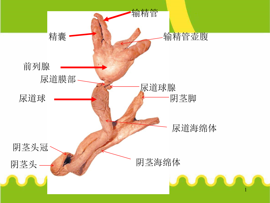 系统解剖学-实验考试图全课件_第1页